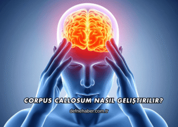 Corpus Callosum Nasıl Geliştirilir?