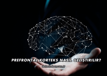 Prefrontal Korteks Nasıl Geliştirilir?