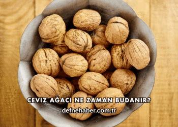 Ceviz Ağacı Ne Zaman Budanır?