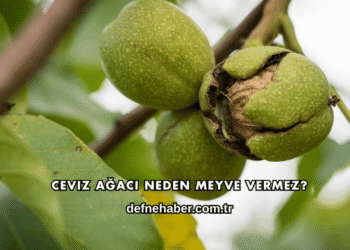 Ceviz Ağacı Neden Meyve Vermez?