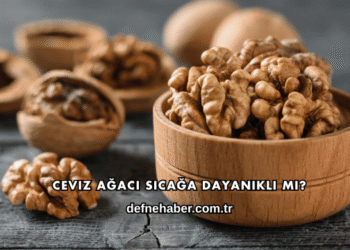 Ceviz Ağacı Sıcağa Dayanıklı mı?
