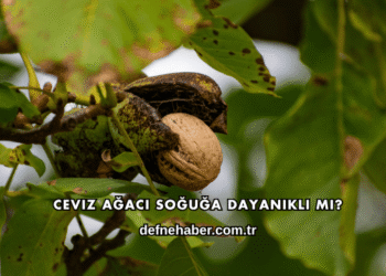 Ceviz Ağacı Soğuğa Dayanıklı mı?