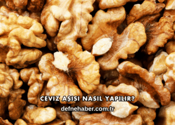 Ceviz Aşısı Nasıl Yapılır?