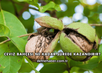 Ceviz Bahçesi Ne Kadar Sürede Kazandırır?