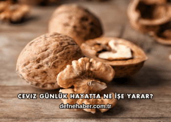 Ceviz Günlük Hayatta Ne İşe Yarar?