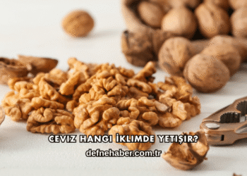 Ceviz Hangi İklimde Yetişir?