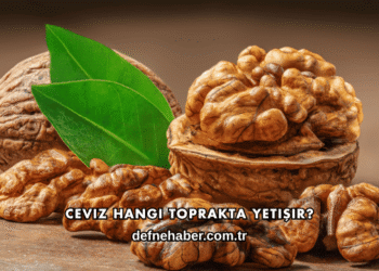 Ceviz Hangi Toprakta Yetişir?