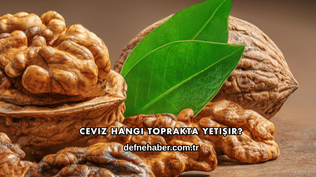 Ceviz Hangi Toprakta Yetişir?