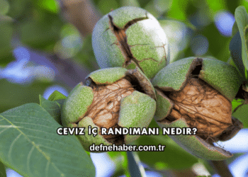 Ceviz İç Randımanı Nedir?