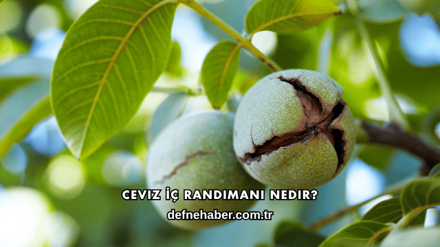 Ceviz İç Randımanı Nedir?