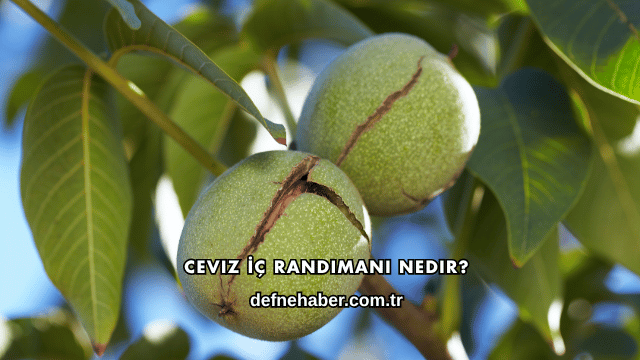 Ceviz İç Randımanı Nedir?