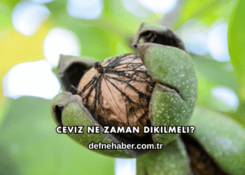 Ceviz Ne Zaman Dikilmeli?