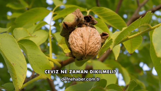 Ceviz Ne Zaman Dikilmeli?