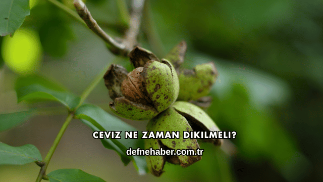 Ceviz Ne Zaman Dikilmeli?