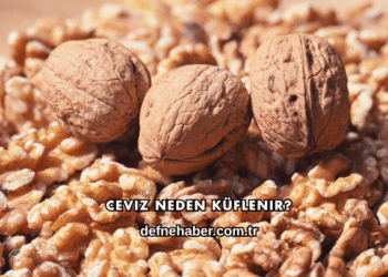 Ceviz Neden Küflenir?