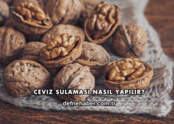 Ceviz Sulaması Nasıl Yapılır?
