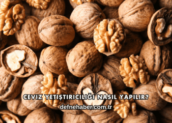 Ceviz Yetiştiriciliği Nasıl Yapılır?