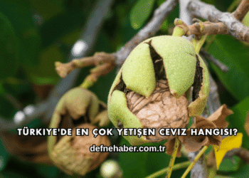 Türkiye'de En Çok Yetişen Ceviz Hangisi?
