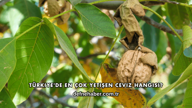 Türkiye'de En Çok Yetişen Ceviz Hangisi?
