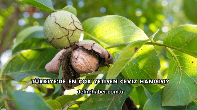 Türkiye'de En Çok Yetişen Ceviz Hangisi?